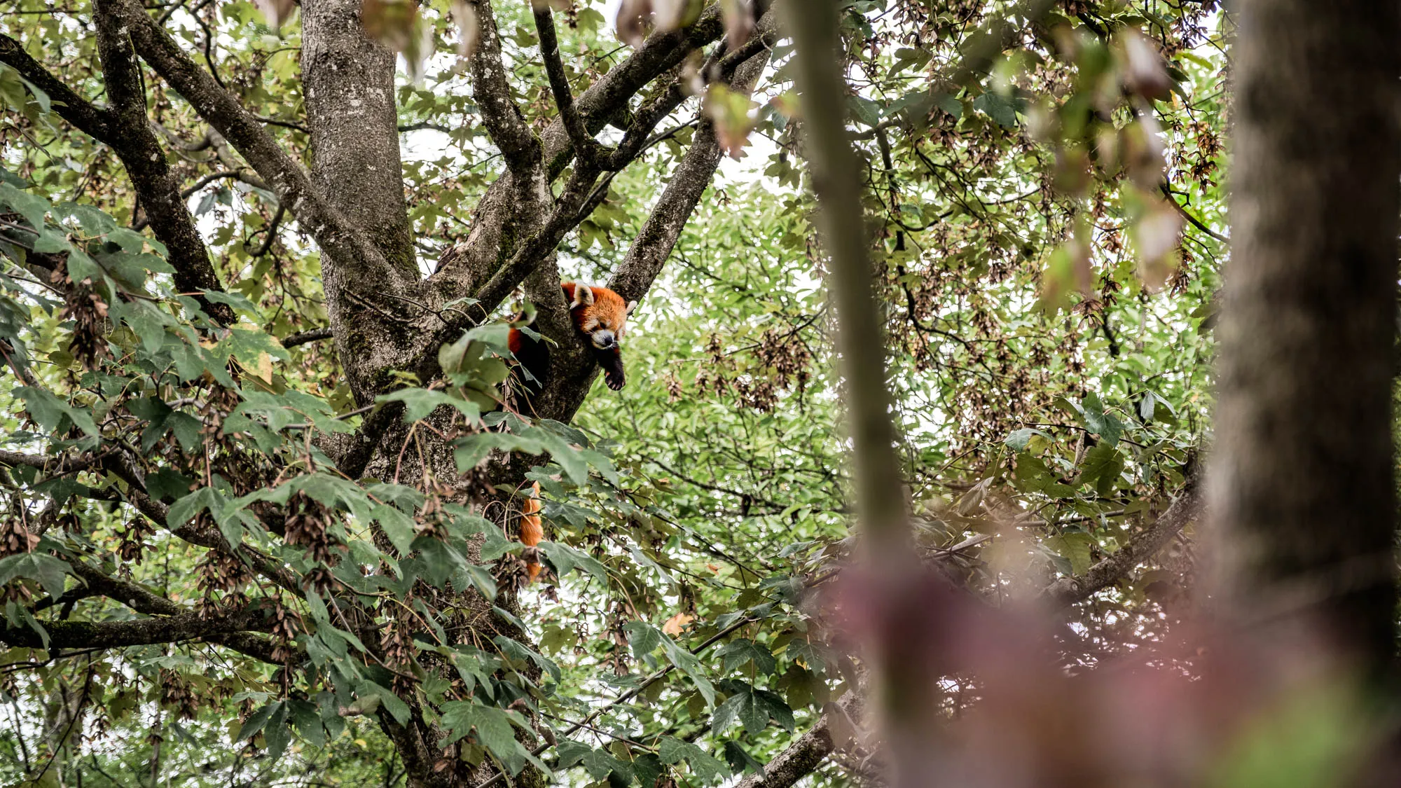 The image depicts a red panda nestled in the branches of a tree within a dense forest setting. The tree's bark is textured, with dark and light patches. Green leaves, many with brown seed pods, obscure parts of the branches. The red panda, with its distinctive reddish-brown fur and thick, bushy tail, is the focal point. Its head is visible, with its small, dark eyes peering out. Its tail hangs down alongside the branch. The forest is full of lush, green foliage, and in the foreground, the blur of a tree trunk. The sunlight filters through the leaves, creating dappled lighting throughout the scene. This photograph captures the red panda in its natural habitat, emphasizing the animal's camouflage within the tree.
