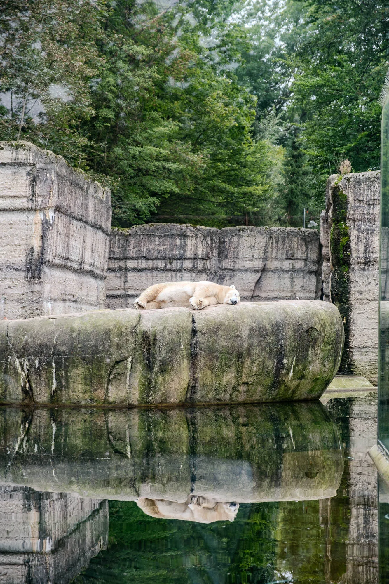 A polar bear is sleeping peacefully on a large, rounded, grey rock, which sits at the edge of a pool of water, creating a mirrored reflection of the scene below. The bear's fur is a creamy white, and it is lying on its side, with its paws tucked in close to its body. The rock is textured with green algae or moss. Behind the rock, a tall wall of layered stone provides a backdrop. Beyond the wall, a dense collection of green trees fills the upper portion of the frame, suggesting a forest or wooded area. To the right, a glass structure is visible, implying that this scene is likely part of a zoo or wildlife enclosure. The overall impression is one of tranquility, with the calm water and sleeping bear creating a sense of serene stillness.