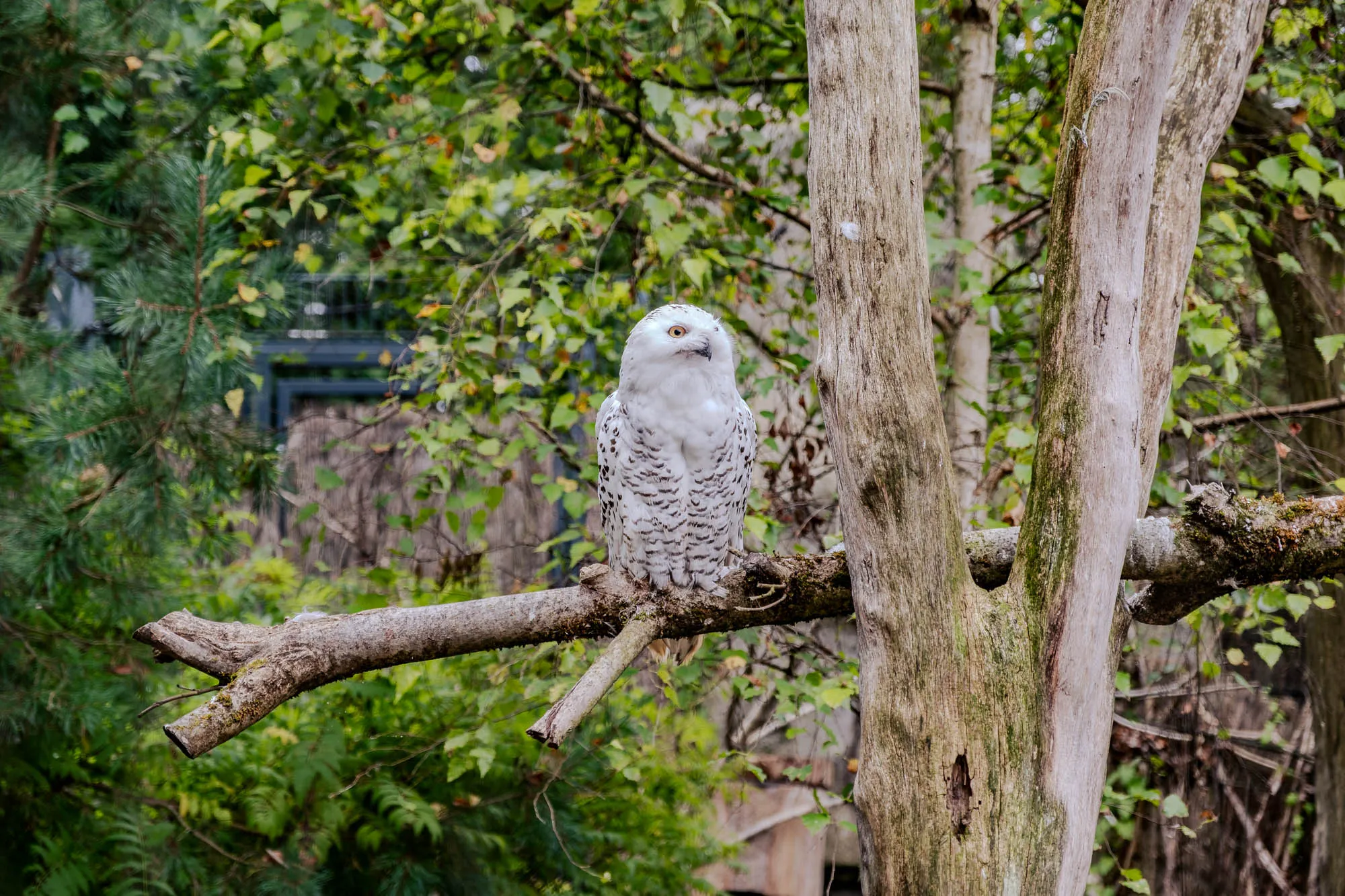 A medium shot shows a snowy owl perched on a mossy, grey-brown branch. The owl faces slightly to the left, its pale yellow eyes visible beneath its smooth, white face. It is covered in sporadic small black spots. Its body is full, and its feathers are thick. The branch is part of a larger, light grey-brown tree with peeling bark. Behind the owl, there is a dense background of green foliage with different shades of green. A portion of a metallic fence is seen in the distance.