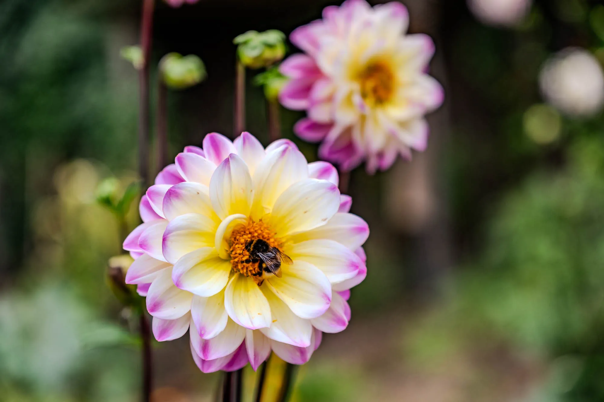 The image shows a close-up of two dahlias in a garden setting. The main dahlia is in the foreground, slightly off-center to the left. It has multiple layers of petals, transitioning from creamy white at the base to a delicate pink at the tips. The center of the dahlia is a vibrant yellow, and nestled within it is a fuzzy bumblebee, actively collecting pollen. The bee's black and yellow stripes are clearly visible against the bright yellow backdrop of the flower's core. Behind the main dahlia and slightly out of focus, is another similar flower with the same color pattern, adding depth to the image. The background is a soft, blurred mix of green foliage and stems, suggesting a garden or natural setting. The lighting is soft and natural, highlighting the textures and colors of the flowers and the bee.