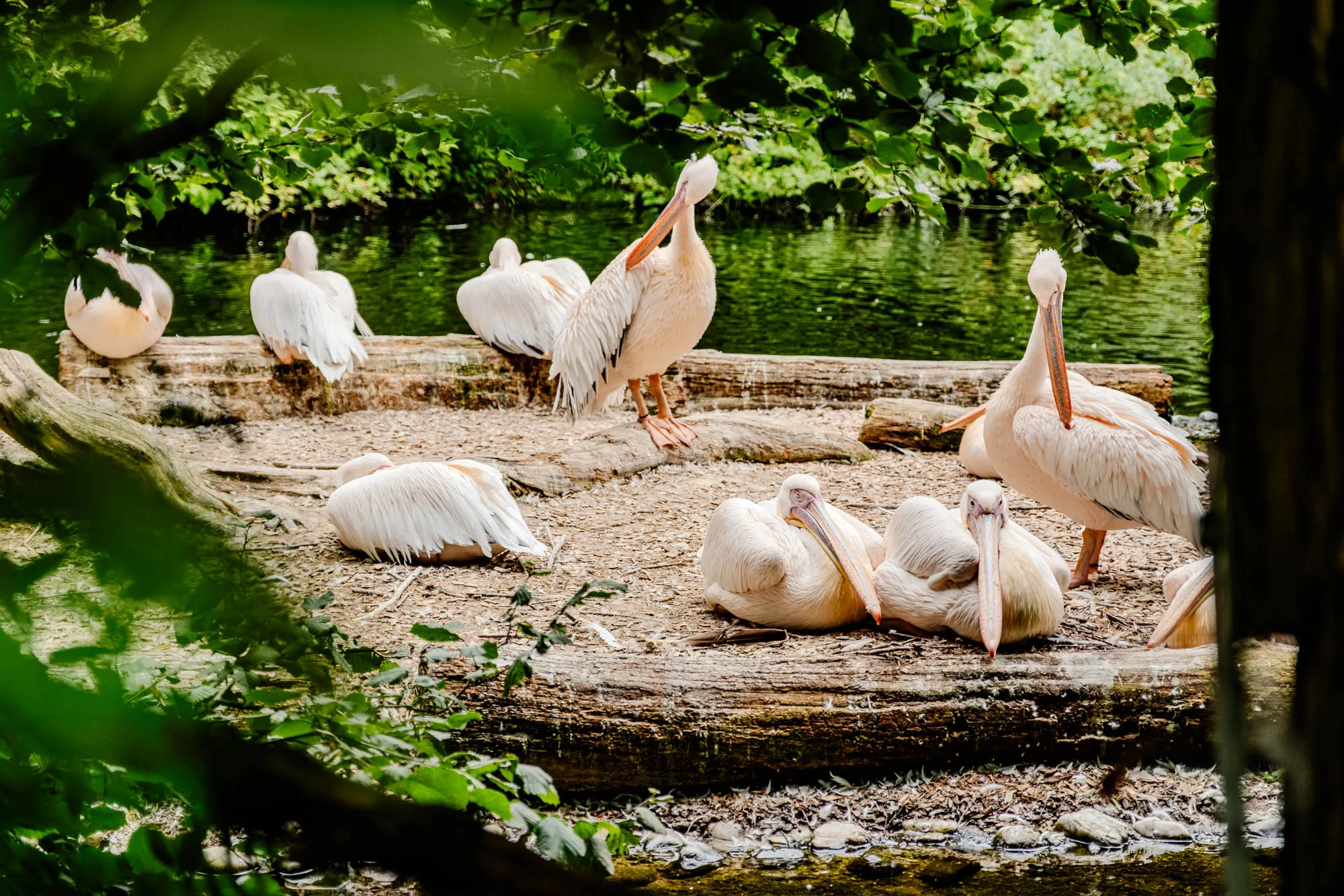 The image captures a flock of large, white pelicans in a tranquil, natural setting. A few pelicans are perched atop a weathered log, their large bodies nearly filling the space. Their plumage is primarily white, tinged with a soft cream color, especially on their heads and necks. One pelican stands tall, its head slightly raised, perhaps preening or observing its surroundings, revealing the pinkish-orange hue of its pouch. Below the log, several other pelicans are settled on the ground, some in a relaxed, reclined position, their heads tucked into their bodies. In the background, a body of water reflects the surrounding greenery, providing a soothing backdrop. The image is framed by lush green foliage, creating a sense of enclosure and emphasizing the pelicans' serene environment. The ground is covered with earth, small stones and leaves, suggesting a wooded or natural shoreline.