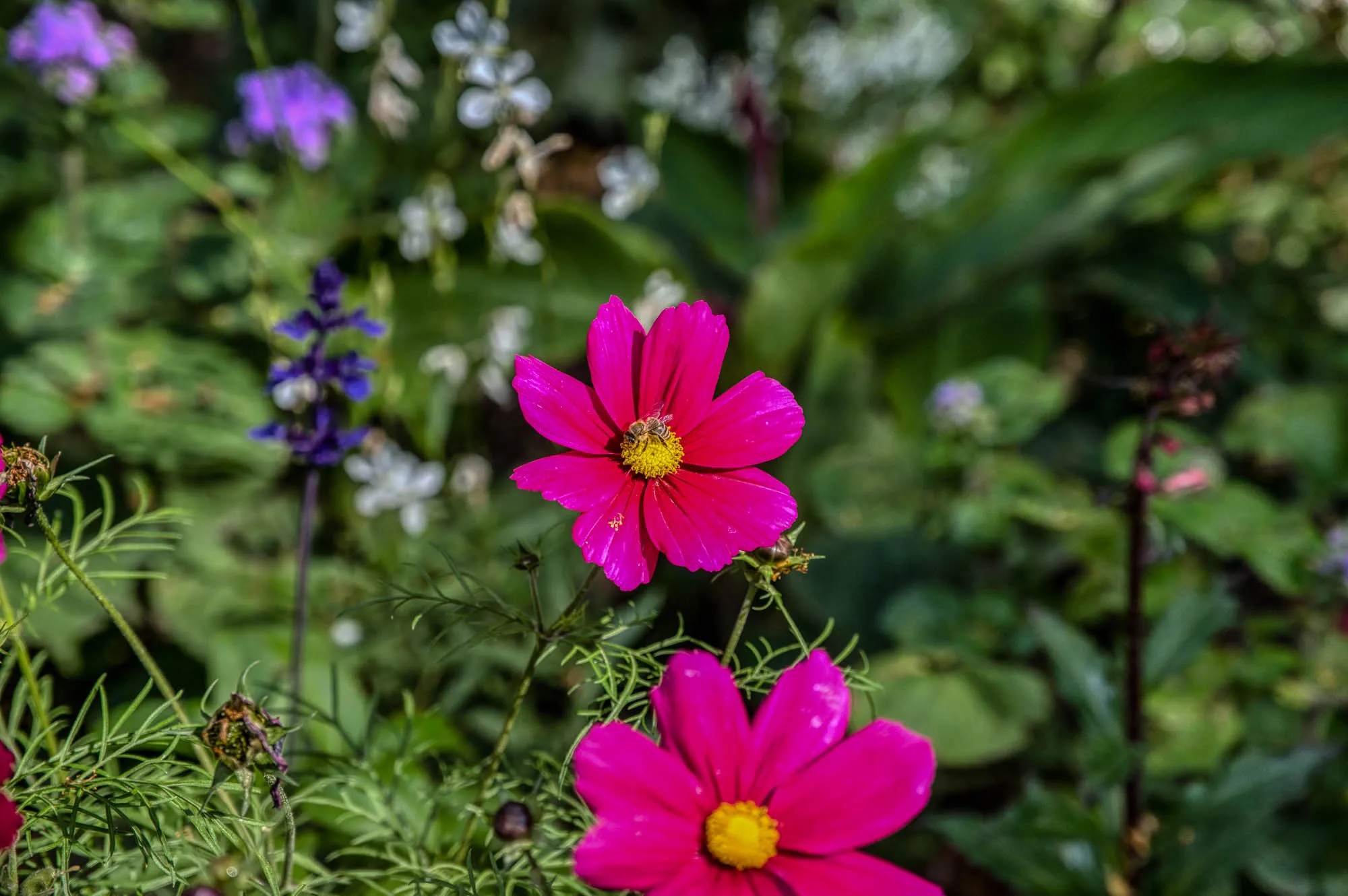 A magenta flower with seven petals and a yellow center with a bee is in focus in the center of the frame. Another of the same flower is out of focus in the foreground. In the background is a dark purple flower, some white flowers, and two light purple flowers, all out of focus, with a lot of greenery.