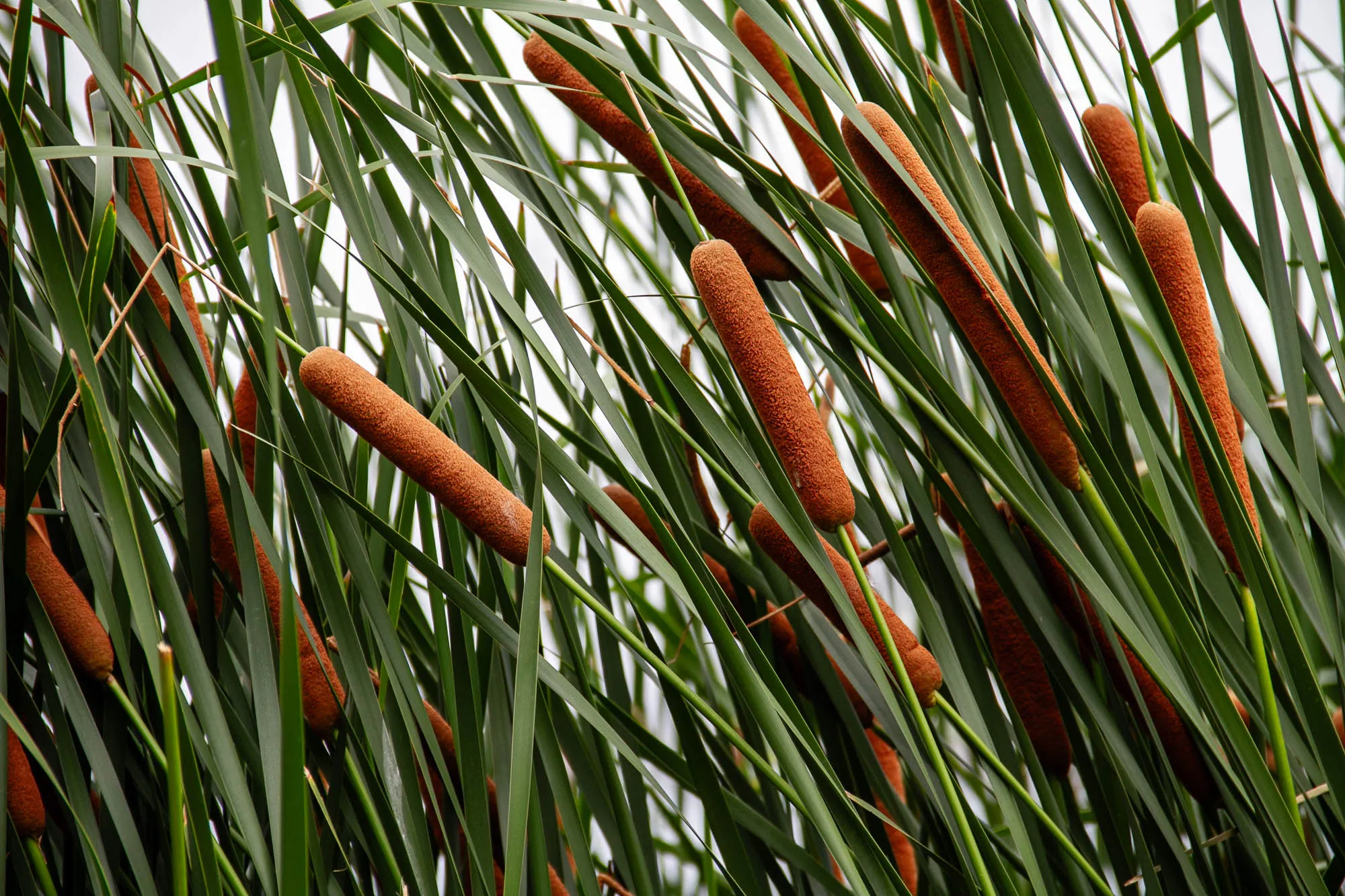 The image is of a close up of a cluster of cattails. The cattails are a deep rusty brown and are surrounded by long, narrow, green leaves that are growing out of the water. The image is taken from a low angle, looking up at the cattails.  The background is blurry, which highlights the cattails.  It's likely taken on a sunny day.