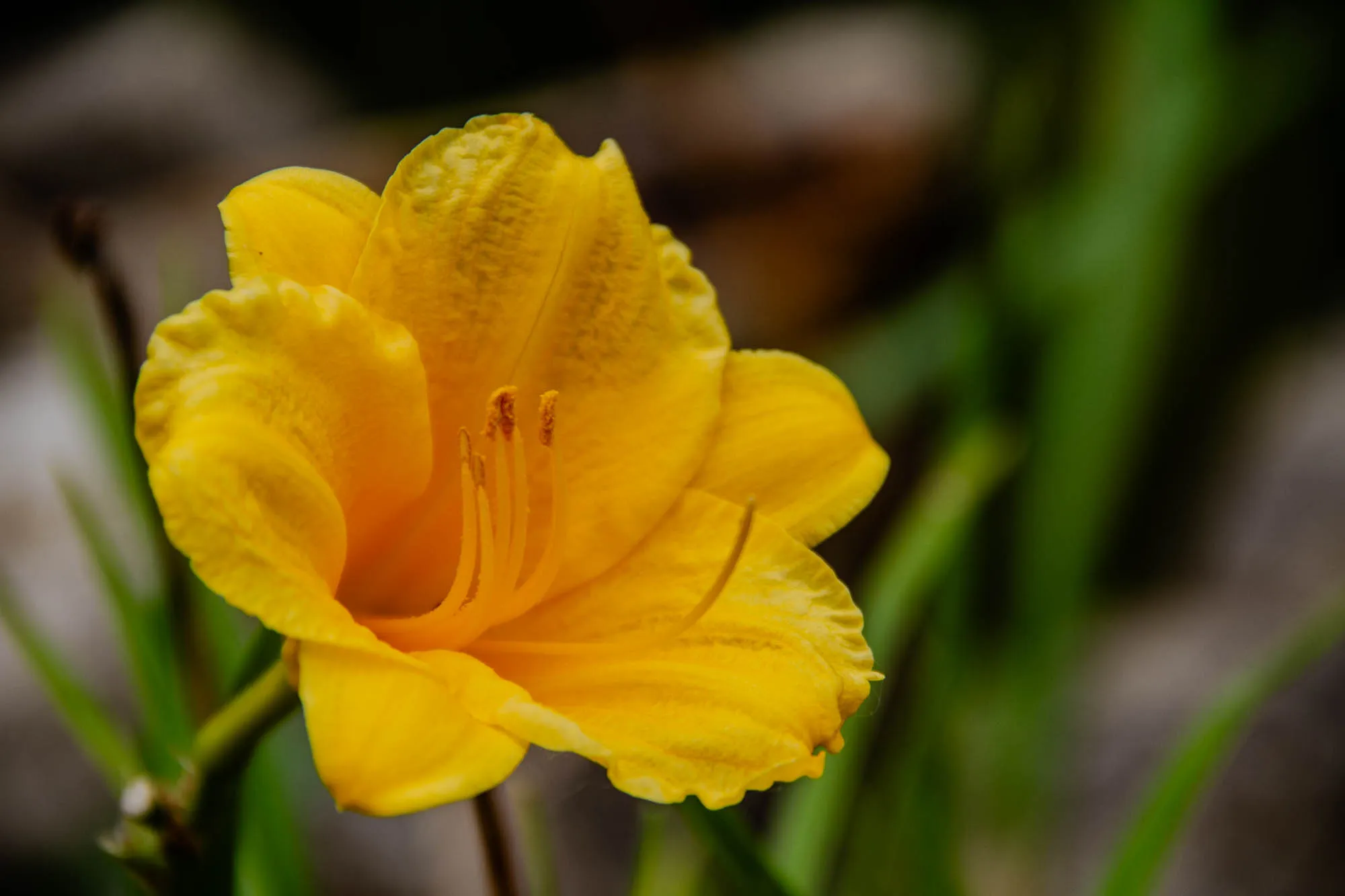 A single bright yellow flower is in focus in the foreground of the image. It is a daylily with six petals and multiple stamens that protrude from the center. The flower is facing the viewer. It has a slightly ruffled edge to the petals. The flower is growing from a thin green stem in a garden. The background is blurry and out of focus, consisting of other green foliage and some rocks. The flower takes up most of the image. It is a very vibrant and beautiful image.