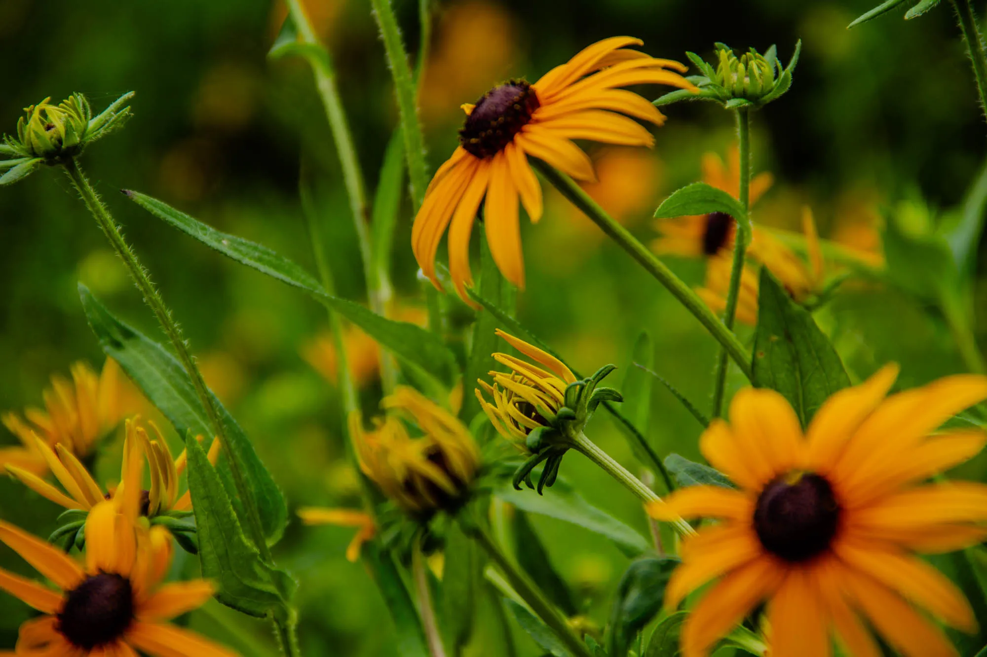 The image shows a field of yellow wildflowers with green stems and leaves. There are a few flowers in focus, while others are blurry in the background. The flowers have dark brown centers. The image is taken from a low angle, looking up at the flowers. There is a lot of green foliage in the background. The flowers are most likely black-eyed Susans.  