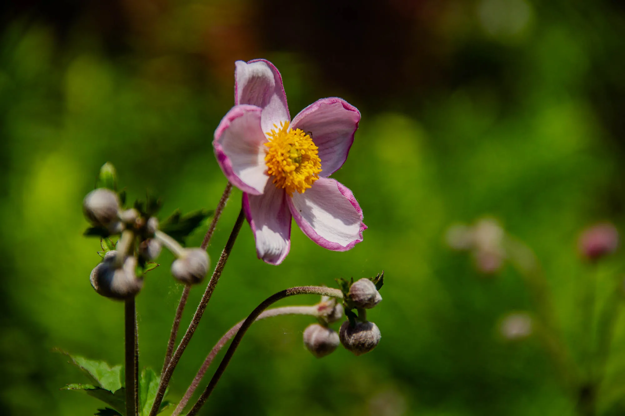 The image shows a single pink and white flower with a yellow center. It is in focus and is the only flower in focus. The flower is on a stem with several buds that are out of focus. The background is a blurred green, suggesting that the flower is in a garden or field. The image is likely taken on a sunny day, as the flower is well-lit.