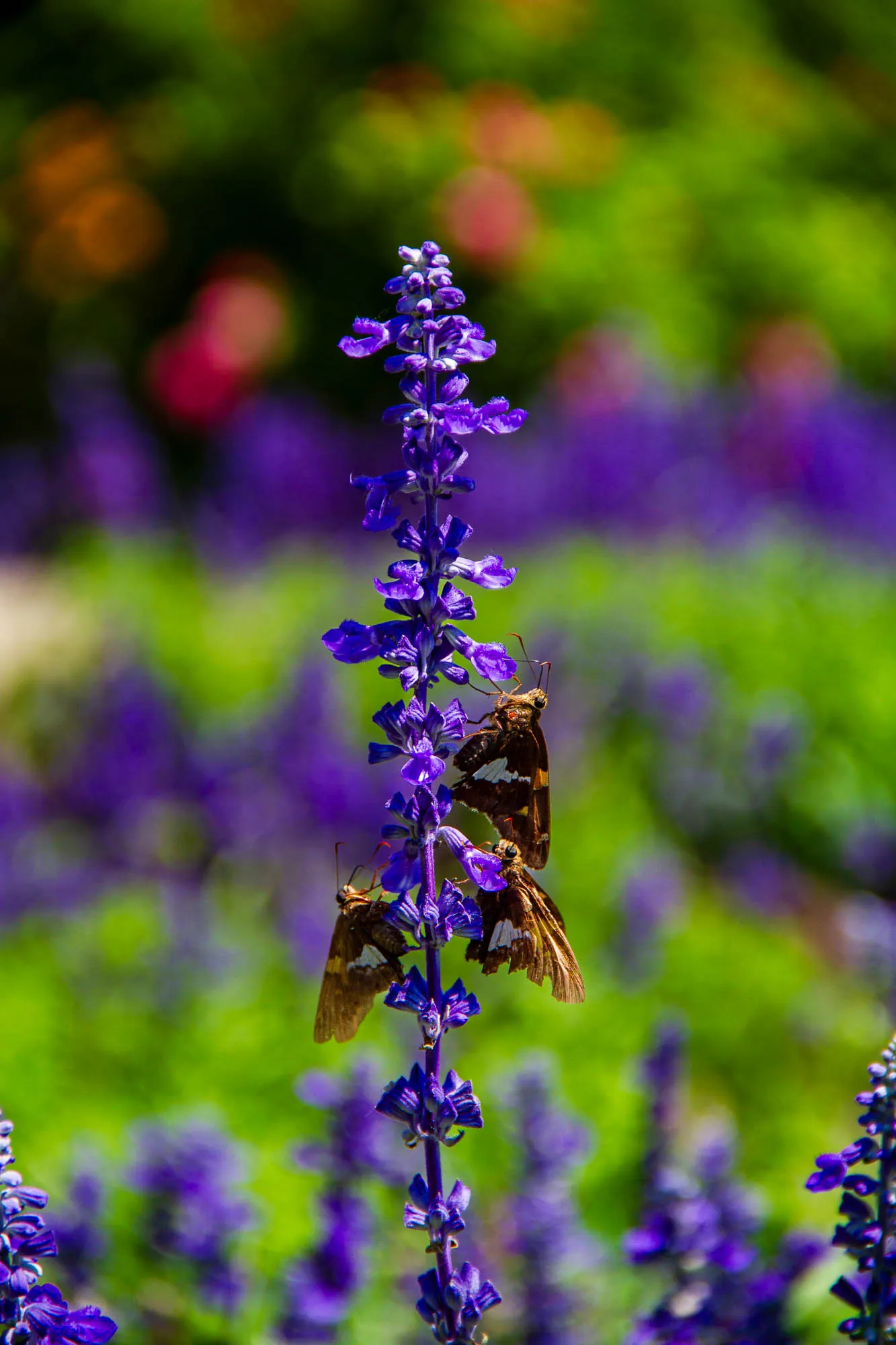 The image shows a close-up of a tall stalk of purple flowers with two butterflies perched on it. The flowers are densely packed together and the stalk is thin. The butterflies are brown and white with dark wings. The background is a blurred field of purple flowers. The photo is taken in a bright, sunny day.  