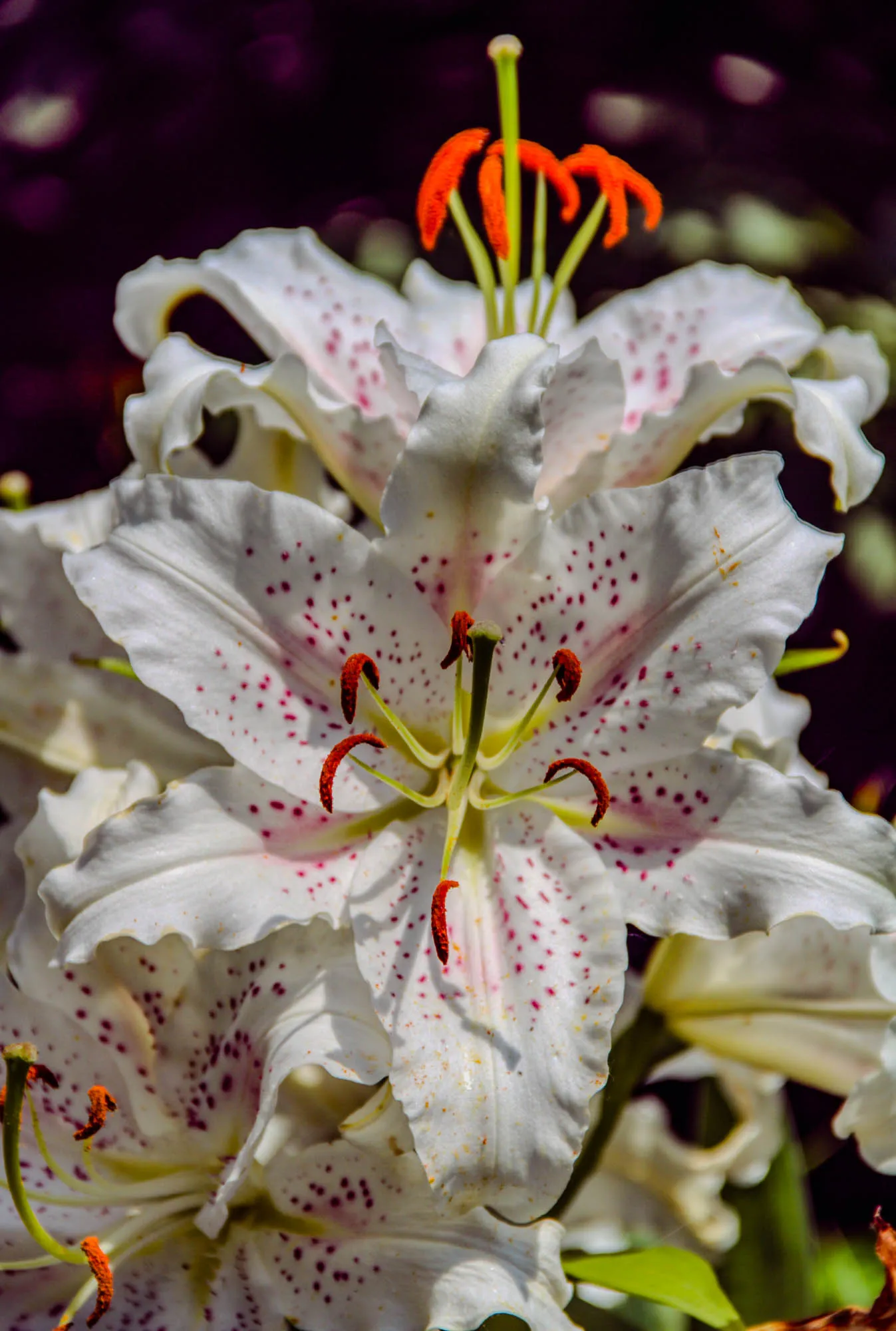 The image shows a close up of a white lily flower with pink spots. The flower is in full bloom, and the petals are curved outward. The stamens are a bright orange color and are curved at the tips.  The background is out of focus but appears to be green.  The flower is delicate and beautiful.