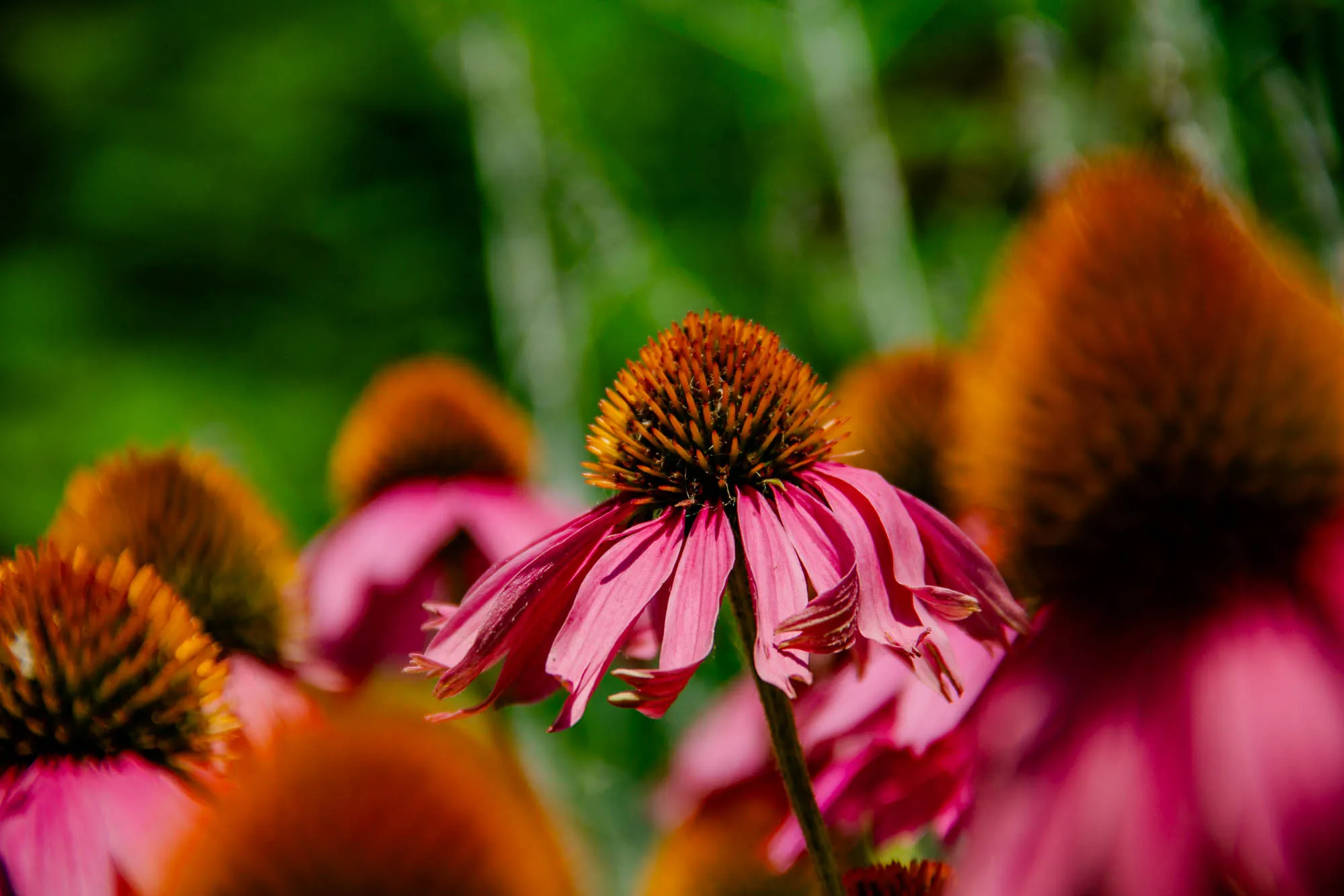 The image shows a close up of a pink coneflower with its petals drooping downward, partially obscuring a blurry background of other coneflowers. The coneflower is centered in the image, its brown center is covered in thin brown spikes. It is in focus. The background of the image is out of focus, it is green and pink.  There are several other flowers, all out of focus, some are pink and some are orange. The flower is likely in a garden or field. It is a bright sunny day.