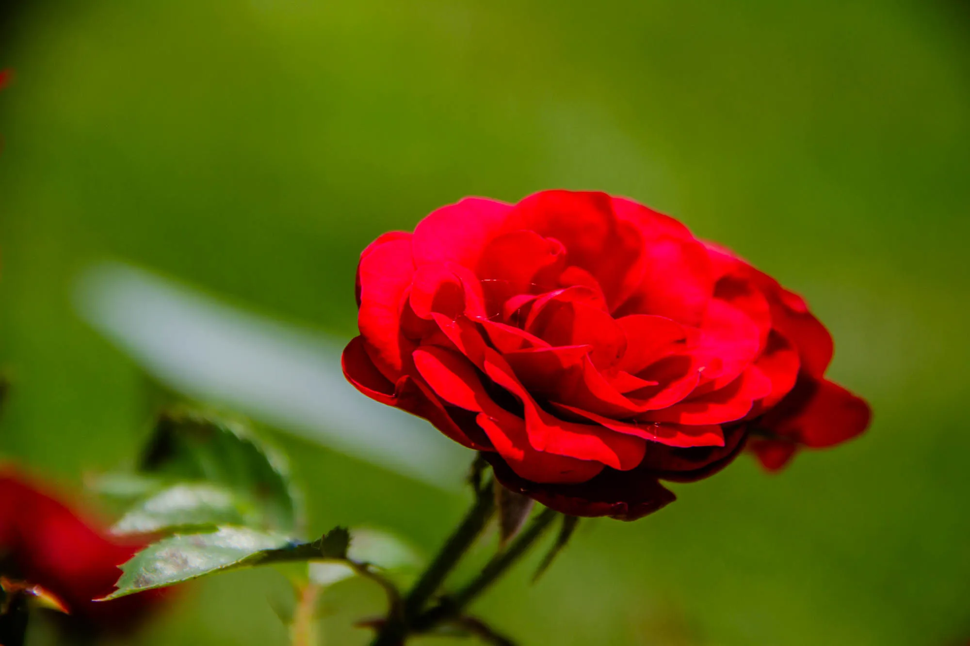 The image contains a single red rose in bloom, with its petals unfurling outwards, against a blurred green background. The rose is in focus, showing its velvety texture and deep red color. The leaves of the rose bush are visible at the bottom of the image, with a hint of another rose bud out of focus in the bottom left corner. The background is a soft, out-of-focus green, suggesting a lush garden setting. The overall effect is one of beauty and tranquility.