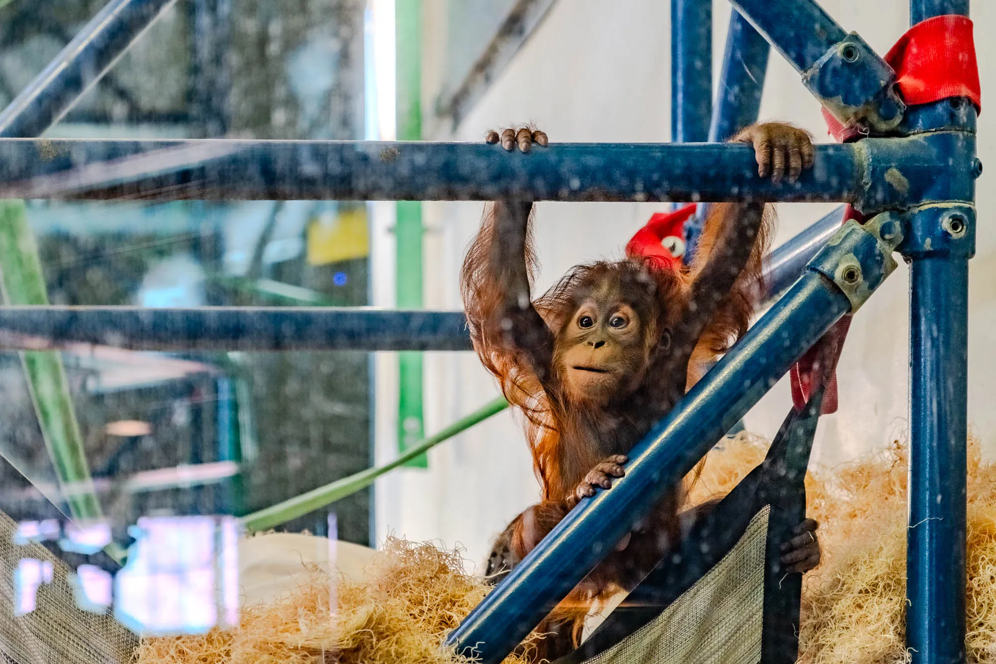 The image shows a young orangutan hanging from a blue metal structure. It's looking at the camera with its mouth slightly open,  its fur is a light brown. Its hand is gripping the metal pipe above it. The structure has a red strap holding it together.  The orangutan is sitting on a bed of hay-like material, with a mesh structure behind it.  Through the mesh you can see a blurry green background.  There are several horizontal bars of blue metal, with a single large vertical bar on the right side.  The picture has a blurred background.