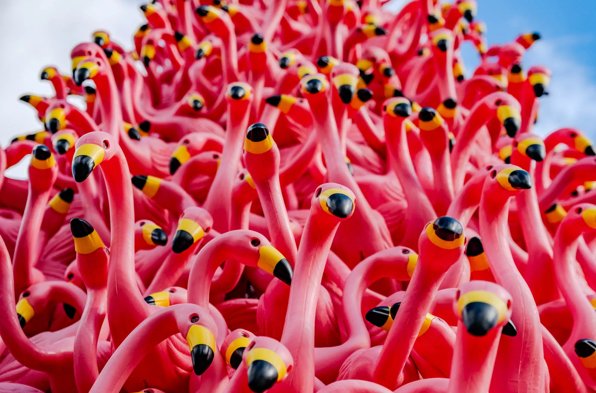 This is a photo of a large group of pink flamingo lawn decorations. They are all very close together, and their necks are all pointed up. They are so close that the majority of their bodies are not visible. The flamingoes are pink and black, with some yellow on their beaks and necks. The photo was taken with a slightly blurry background.  The flamingos are all plastic and are close together, creating a sense of a tight formation or crowd. The background is slightly out of focus, suggesting that the photo was taken from up close.  This image makes you feel like you are surrounded by a bunch of plastic flamingos, almost like you’re in a crowded room. 
