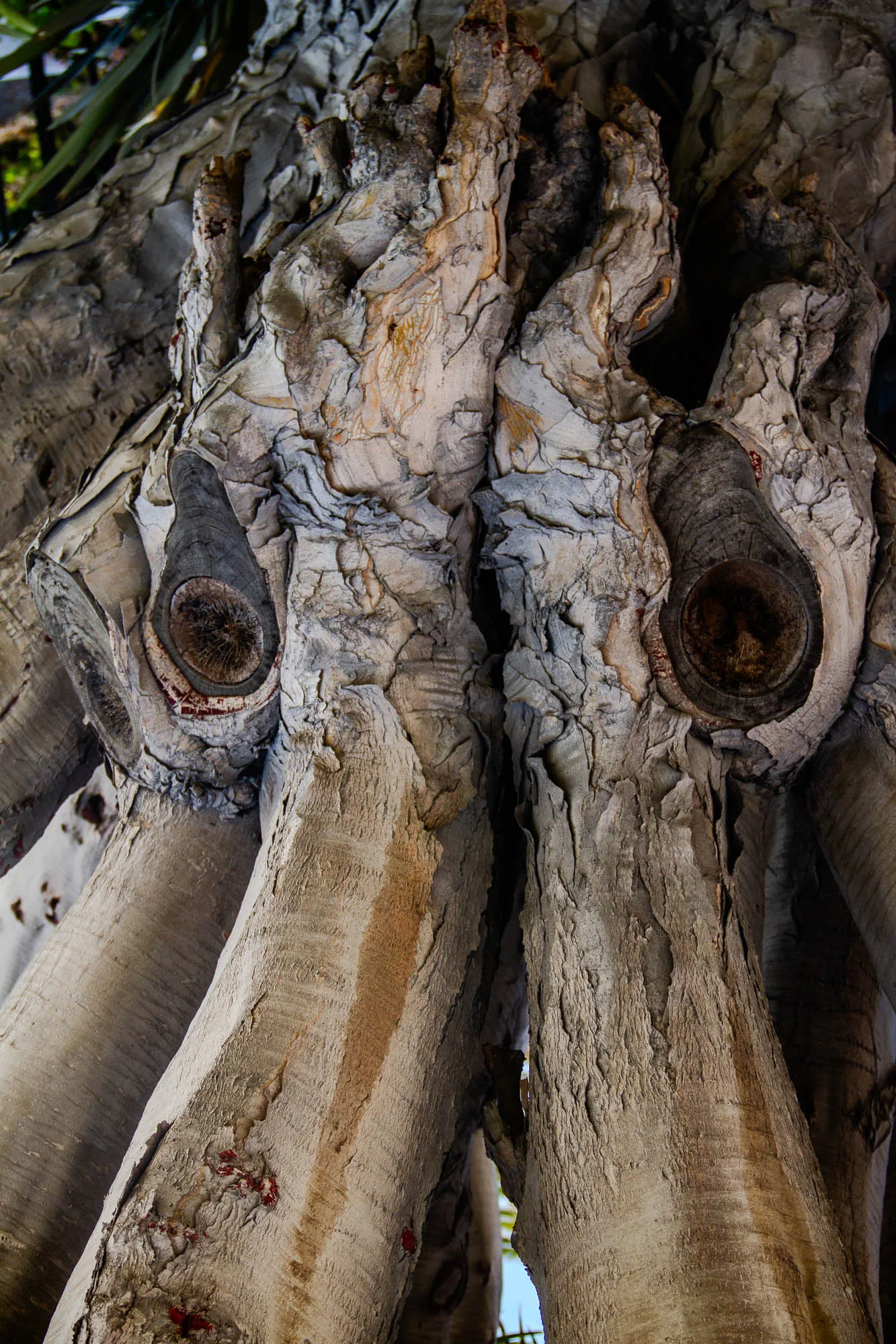 The image shows a close-up of a tree trunk. The trunk is very rough and has a lot of texture. There are two large knots on the trunk that look like eyes. The rest of the trunk is made up of long, thin branches that are all intertwined. The bark of the tree is a light brown color and has a lot of cracks and crevices. The image is taken from a low angle, so the viewer can see the trunk from the bottom up. The image evokes a sense of mystery and wonder, as it is hard to tell what kind of tree this is or where it is located.