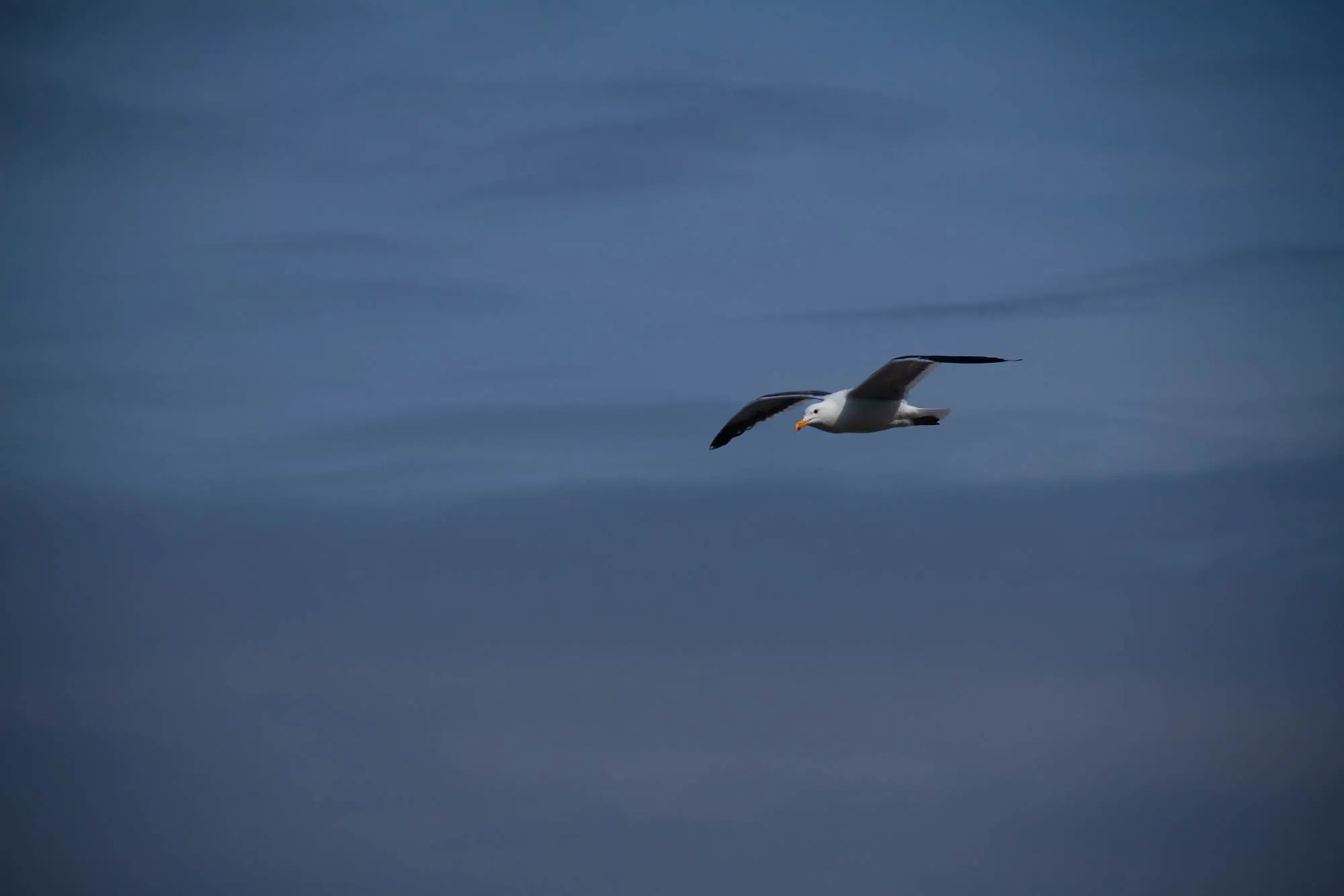 The image is a photo of a white seagull with black wing tips flying against a solid blue sky. It is flying towards the left side of the image, and it is centered in the frame. There are no other objects in the image. The seagull has a bright orange beak.