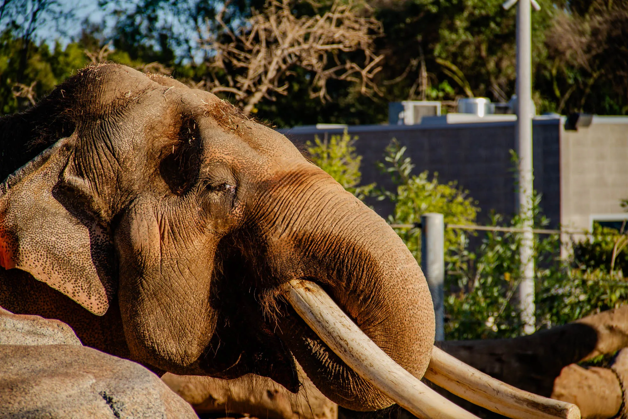 The image shows a close-up of an elephant's face. The elephant's trunk is curled up, and the large tusks are clearly visible. The elephant's skin is wrinkled and textured, and it has a small patch of pink skin on its ear. The elephant is facing away from the camera, and its eye is visible. The elephant is in a natural setting, with green foliage and a blurry background of a building behind it. The elephant's tusks are long and curved, and they appear to be smooth and white.