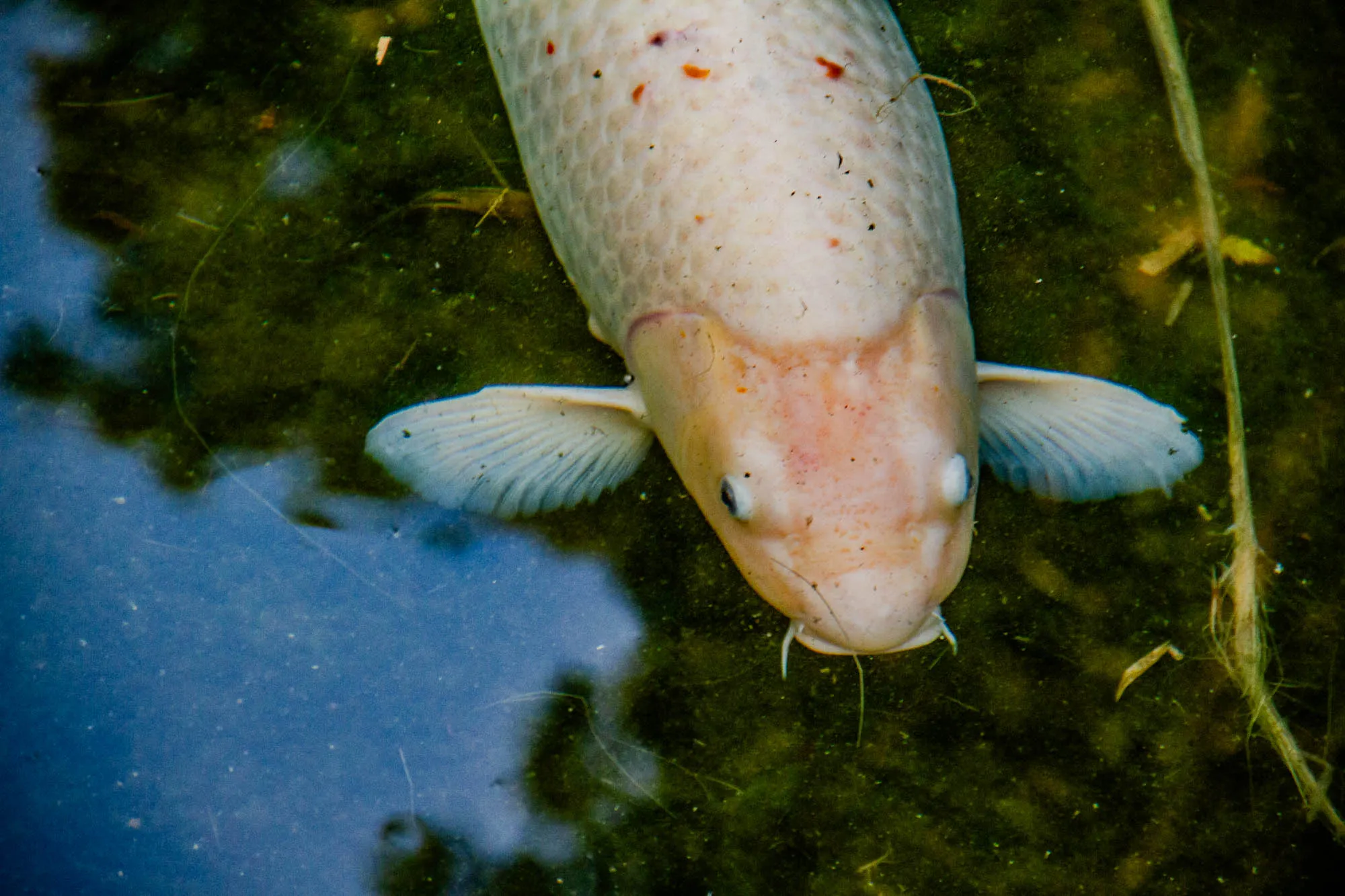 The image shows a white koi fish swimming in a pond. The fish is facing the camera and its head is visible. The fish has a white body with some light orange markings,  and two white fins. The fish is swimming near the surface of the water, which is a dark blue color. The pond bottom is green and covered with algae and a long thin plant stalk is seen on the right side.  The reflection of the fish can be seen in the water.