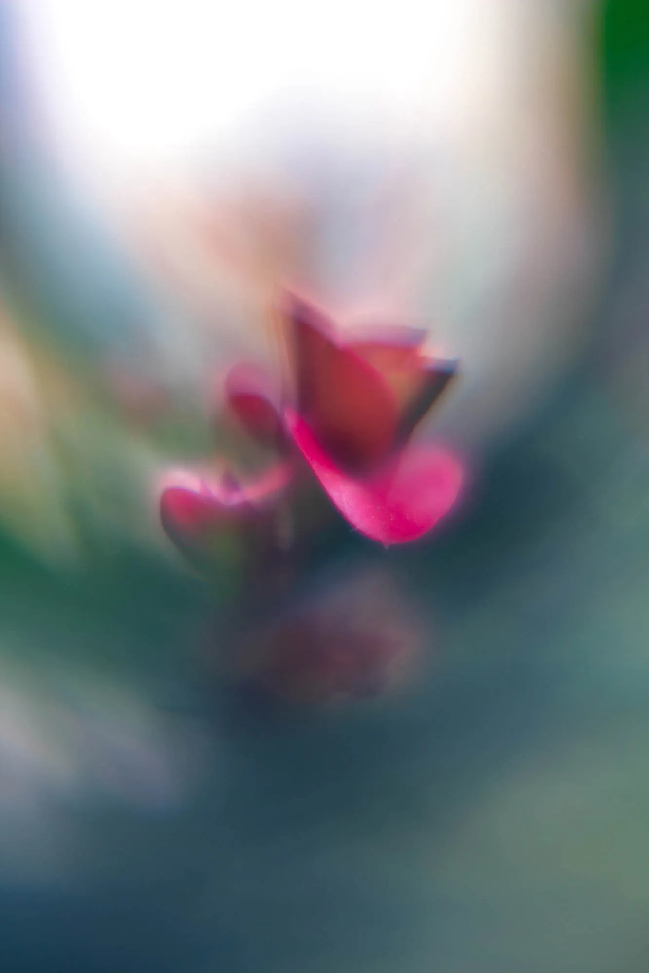 The image is a blurry out of focus shot of a pink flower, likely a blossom, against a blurred green and blue background. The flower appears to be  a single petal but may be a group of petals clustered together. There is a lot of bright light in the background. This light seems to be coming from a window, but it is difficult to tell due to the blur.  The flower itself is only partially in focus, with the edges of the petal/petals blurred out. 
