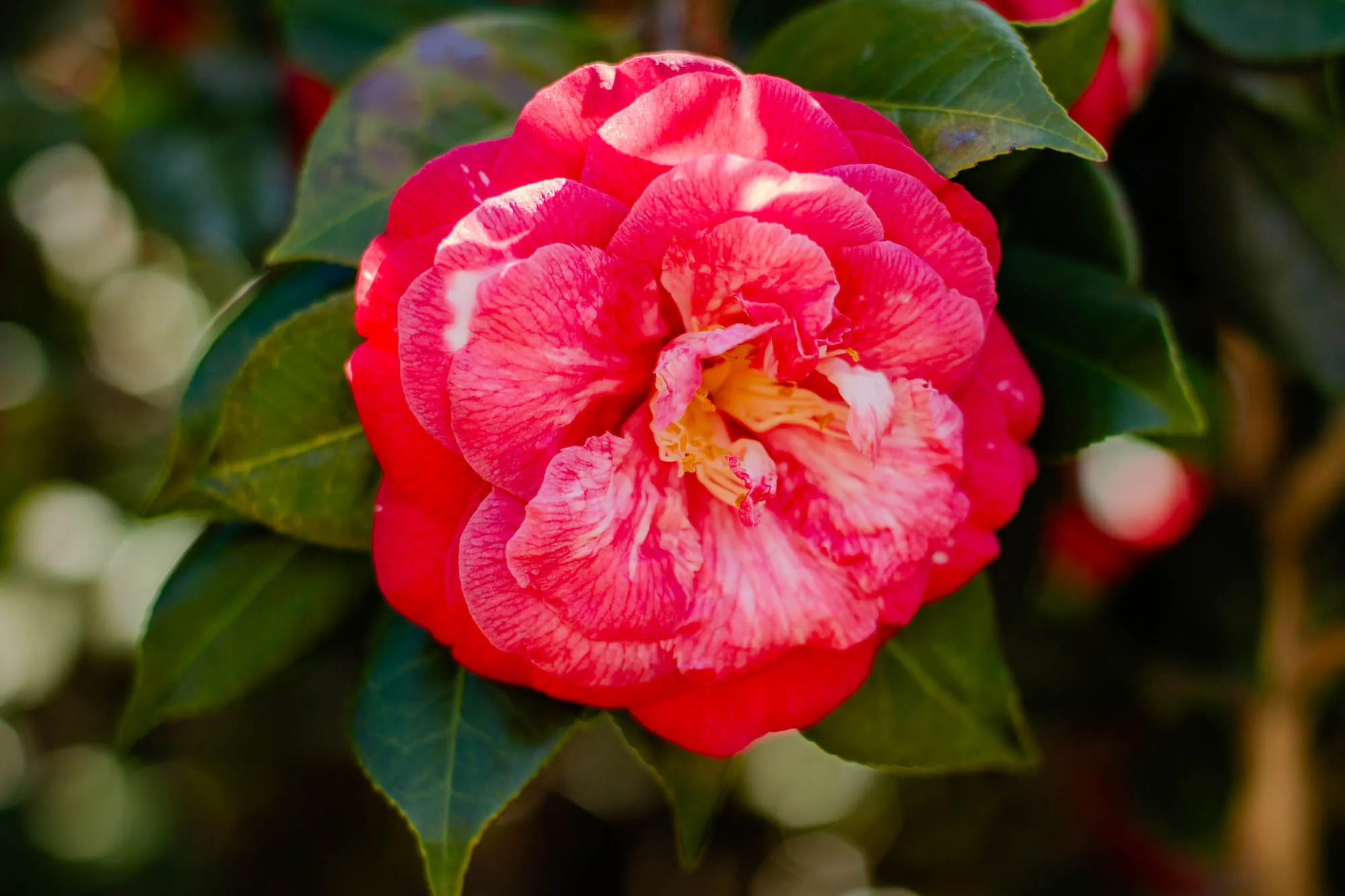 The image shows a single, fully bloomed, bright pink camellia flower with white variegation in the petals.  The camellia is in focus, the background is blurred.  The flower is growing among green leaves.  The flower is a vibrant pink color with white streaks in the petals. The petals are ruffled and have a slightly textured surface.  The flower is positioned so that the front of the flower is facing the viewer.  The background is a blur of green leaves.