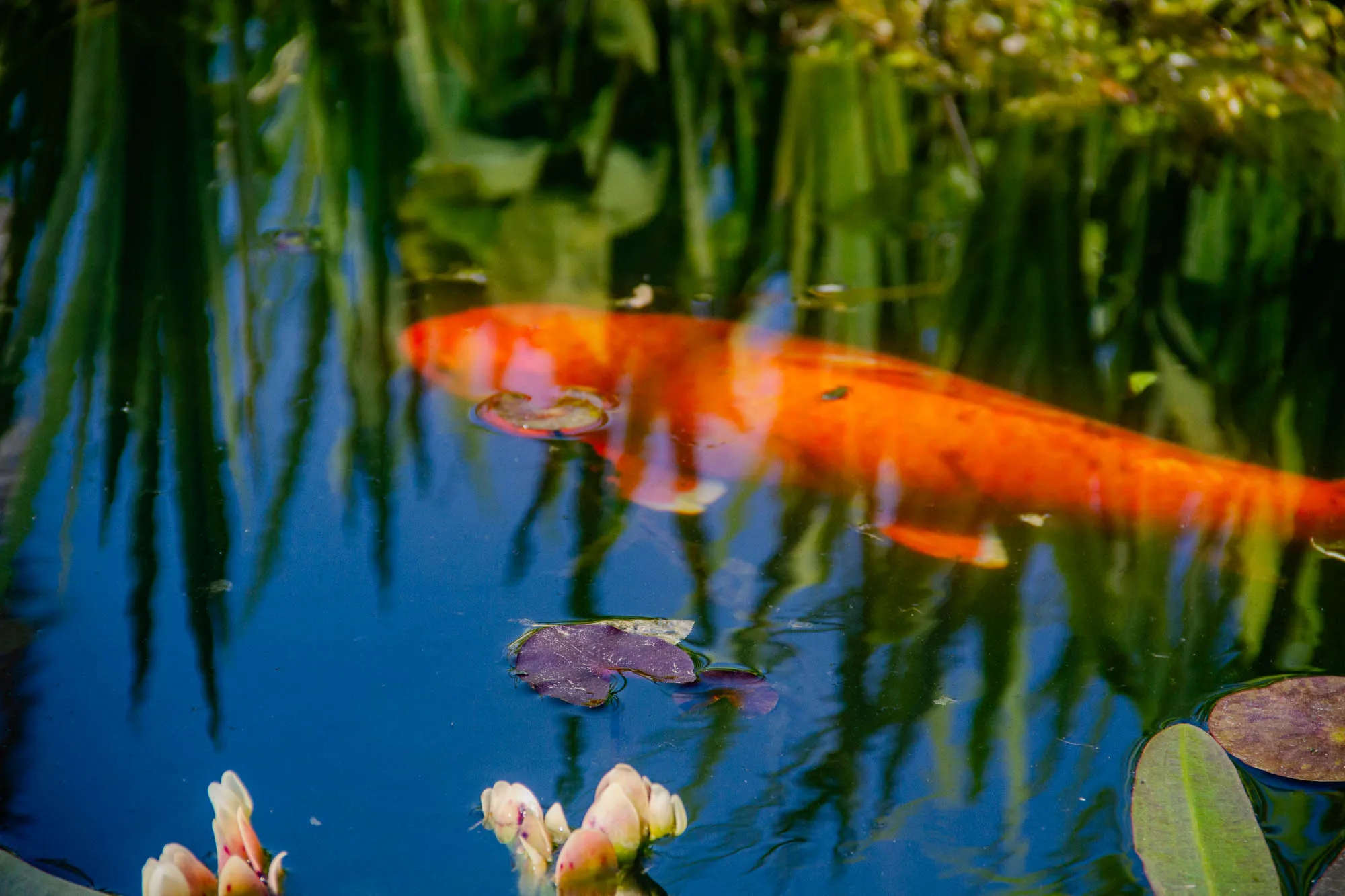 The image shows a koi fish swimming in a pond. The fish is orange with a few white scales and is partially submerged in the water. The water is blue and the bottom of the pond is covered in green plants. The fish is out of focus and swimming away from the viewer. There are a few other plants in the water, including a purple leaf floating on the surface and a few white flowers on stalks. The reflection of the plants and the fish are visible on the surface of the water.