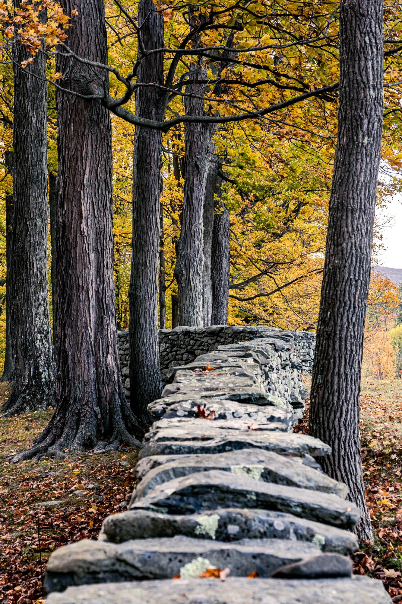 The photograph captures a scene in a forest during autumn, emphasizing the textures and layers of nature and man-made elements. In the foreground is a dry-stacked stone wall, made of flat, gray rocks of varying sizes. The wall runs horizontally across the frame, starting in sharp focus at the bottom and gradually fading into the background. Its surface is rough and uneven, with visible moss and lichens adding to its weathered appearance. Behind the wall, a row of tall, straight trees with thick, textured bark stand close together. The trees' trunks are a deep, earthy brown with prominent ridges and grooves. Above the trees, the autumn foliage is visible, with leaves in shades of yellow and gold creating a bright, warm canopy. The ground is covered in fallen leaves of similar colors, adding to the autumnal atmosphere. A few trees stand out in the distance on a ridge, indicating a slightly elevated landscape. The light is soft and diffused, casting gentle shadows that enhance the depth and texture of the scene. The overall impression is one of tranquility and timelessness, highlighting the interplay between natural and constructed elements in the landscape.