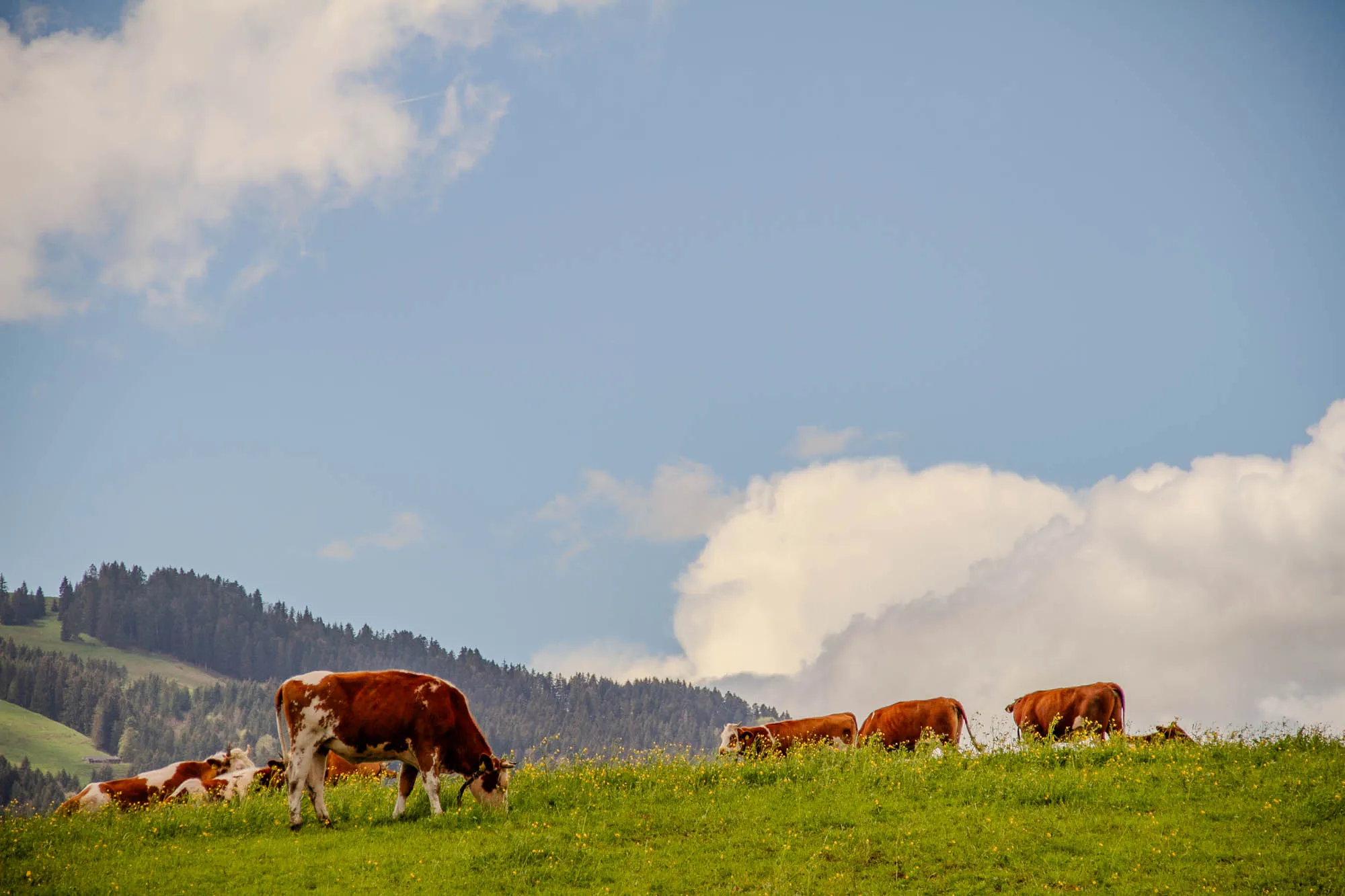 The image shows a bright blue sky with fluffy white clouds. The sky is clear and bright.  In the foreground, there are five brown and white cows grazing in a green grassy field. There are yellow wildflowers scattered throughout the field. Behind the cows, there is a line of dark green trees.  The cows are all facing the same direction, towards the trees. It's a beautiful, sunny day, and the cows seem to be enjoying themselves.  