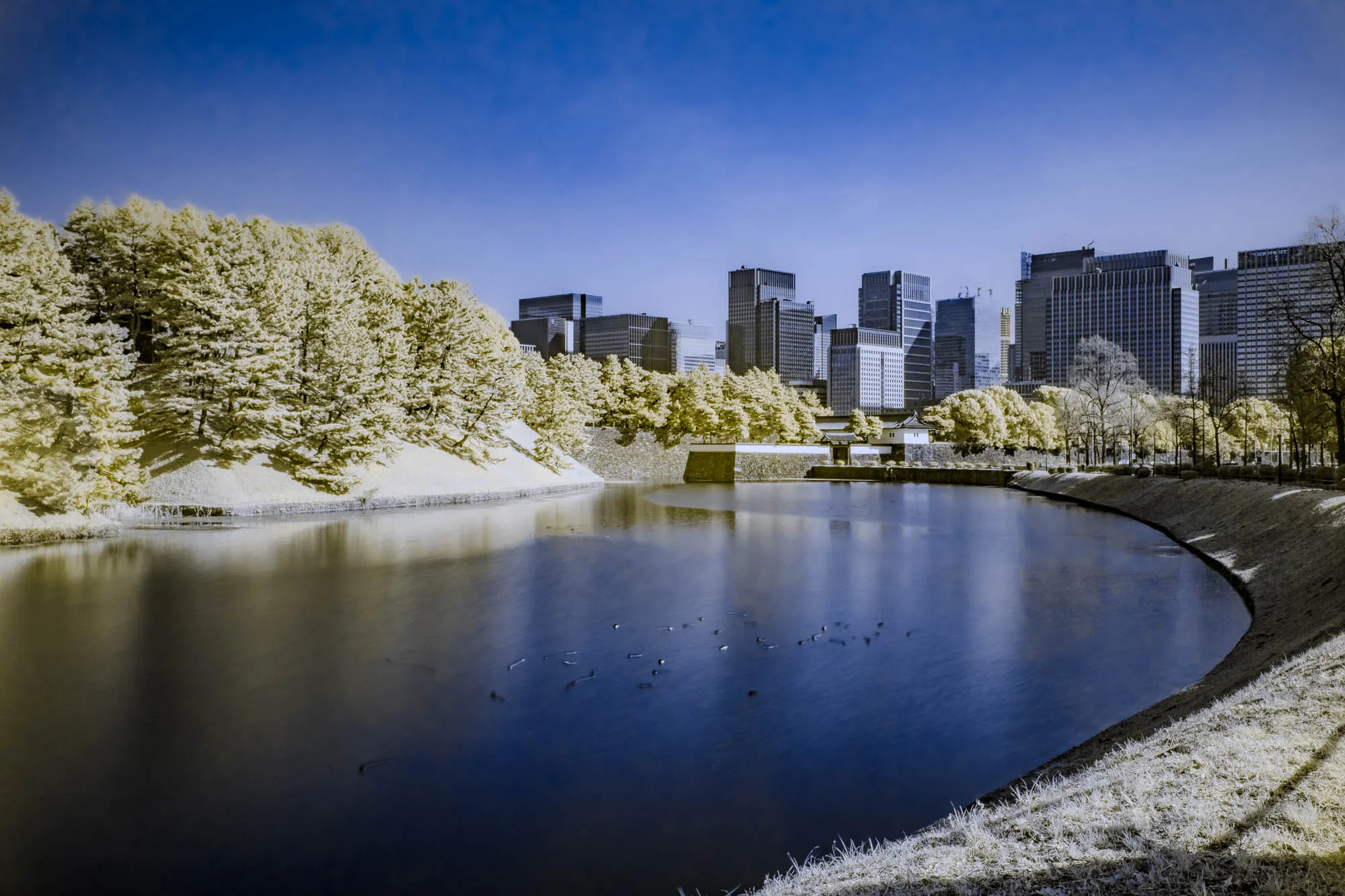 The image is a landscape shot with a blue sky and a blue-hued body of water in the foreground.  The water is calm and still, reflecting the bright sky.  In the background, there is a city skyline with a few buildings on either side of a small peninsula that extends out into the water.  The buildings are tall and grey and appear to be modern office buildings.  A grove of trees in the background is to the left of the city skyline, and a smaller grove of trees is in the foreground to the right.  The trees are all in shades of light yellow.  The ground in the foreground is a grassy area that slopes gently down to the water's edge.  The overall feeling of the image is calm and peaceful, with a strong sense of nature and the human-made world coexisting.