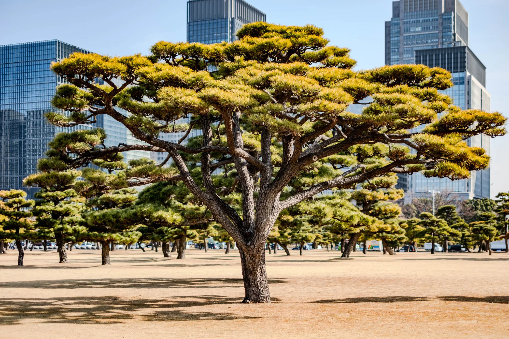 The image shows a large pine tree with long branches that extend out from the trunk. The tree is in the foreground of the image, and its trunk is in the center. The branches of the tree are covered with green needles and some yellow needles, suggesting it's fall. The tree is surrounded by other smaller pine trees, also with a mix of green and yellow needles. The background of the image shows a row of tall office buildings. The ground is brown and dry.  There are also a few cars in the distance on the road. The sky is light blue with no clouds.  