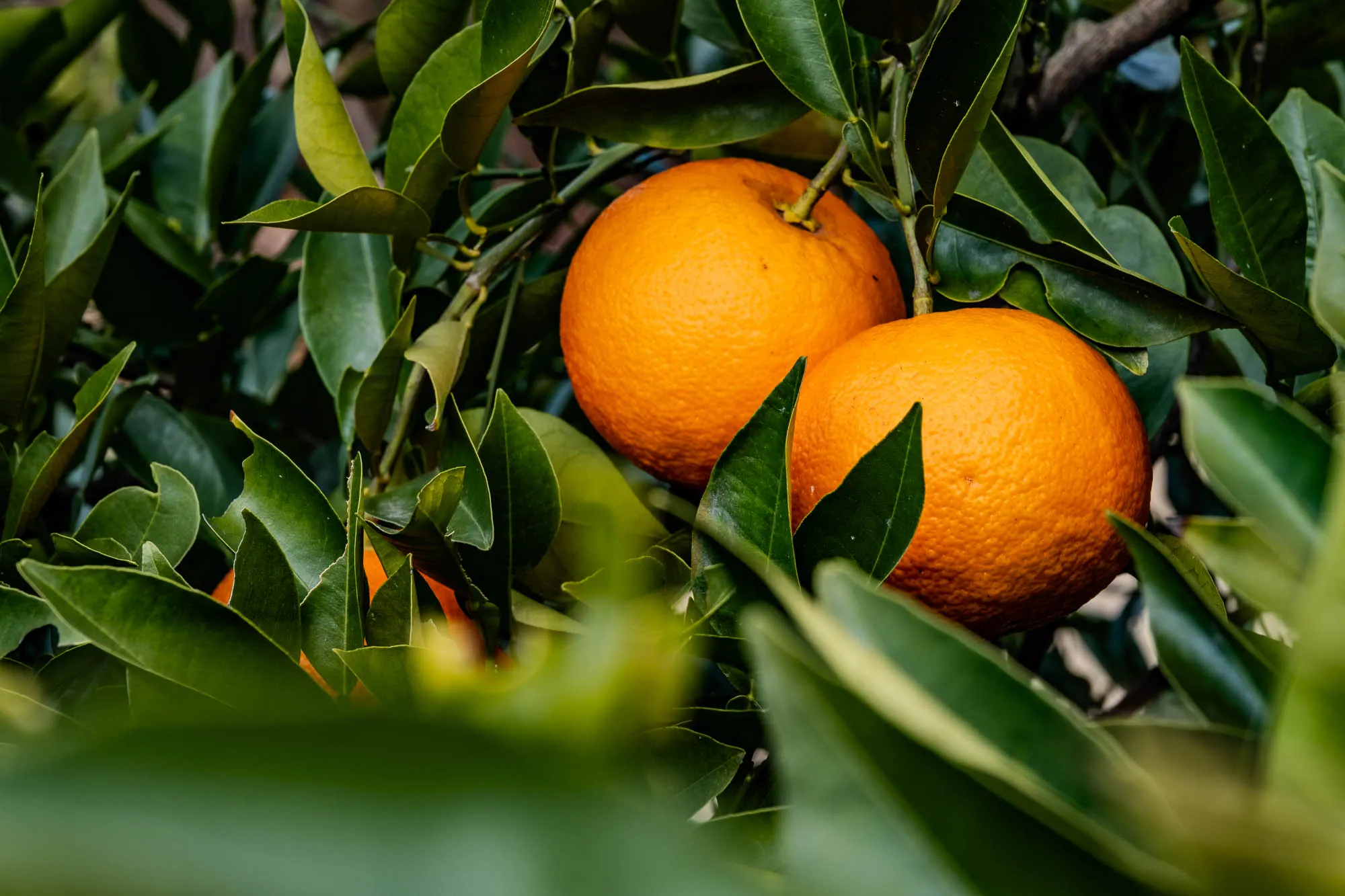 The image shows two oranges hanging from a branch of a tree. The oranges are a vibrant orange color and have a rough, bumpy texture. They are partially obscured by the green leaves of the tree, which are large and have a smooth, glossy surface. The leaves are arranged in a way that creates a sense of depth and dimension. The overall image is a close-up shot that captures the beauty of the oranges and the leaves in their natural environment. The background is blurred and out of focus. The oranges are slightly out of focus, with the one on the right being the most clear. The image is taken from a low angle, looking up at the oranges and leaves.