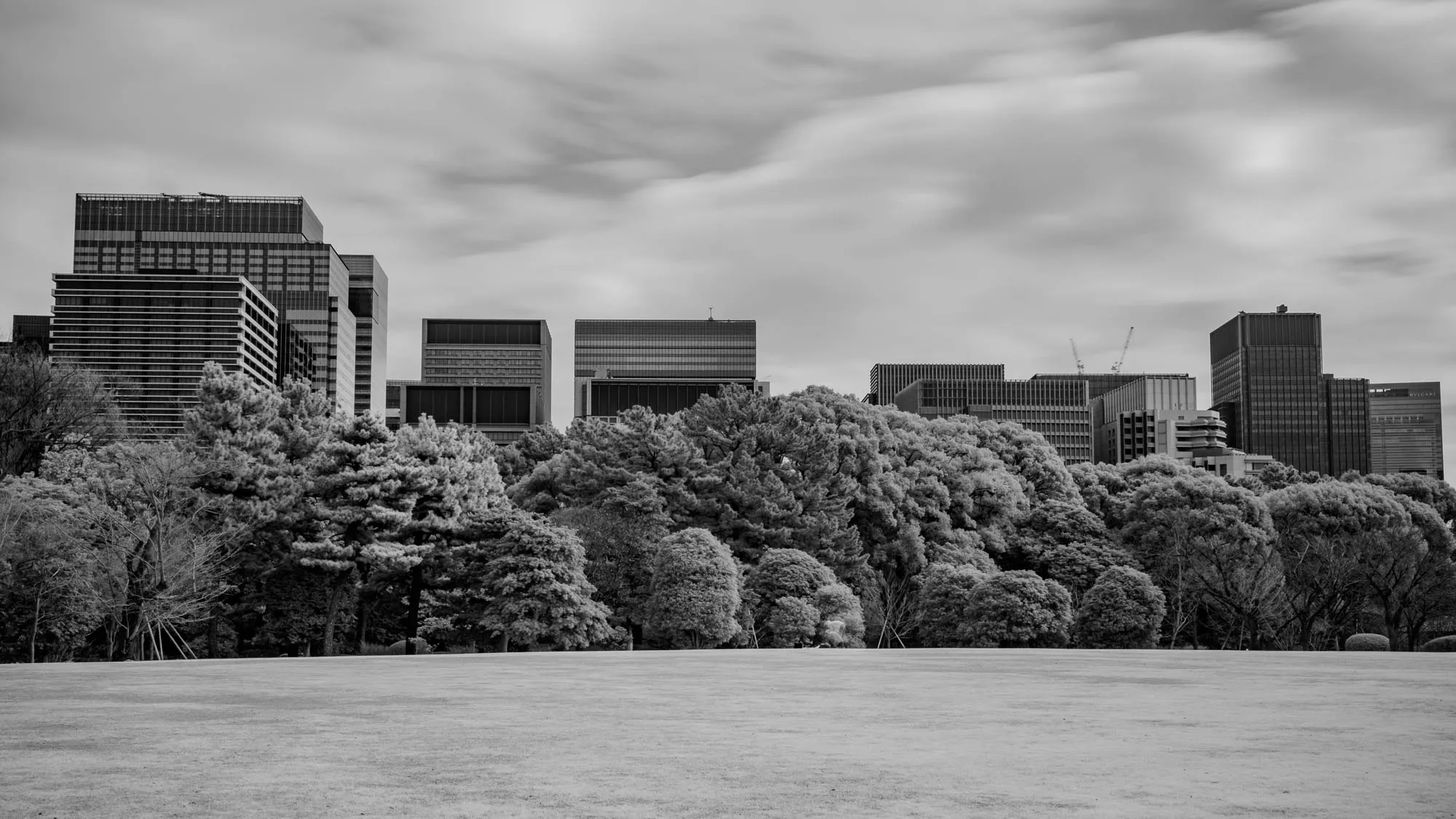 The image is a black and white photograph of a city skyline. There are several tall buildings in the background, behind a line of trees. The sky is cloudy and the buildings are all made of concrete. The foreground is a large, grassy field. There are some small bushes in the field, but they are obscured by the tall trees. The trees have no leaves and appear to be bare. The sky is grey with wispy clouds. The image is taken from a low angle and shows the buildings from the bottom up.