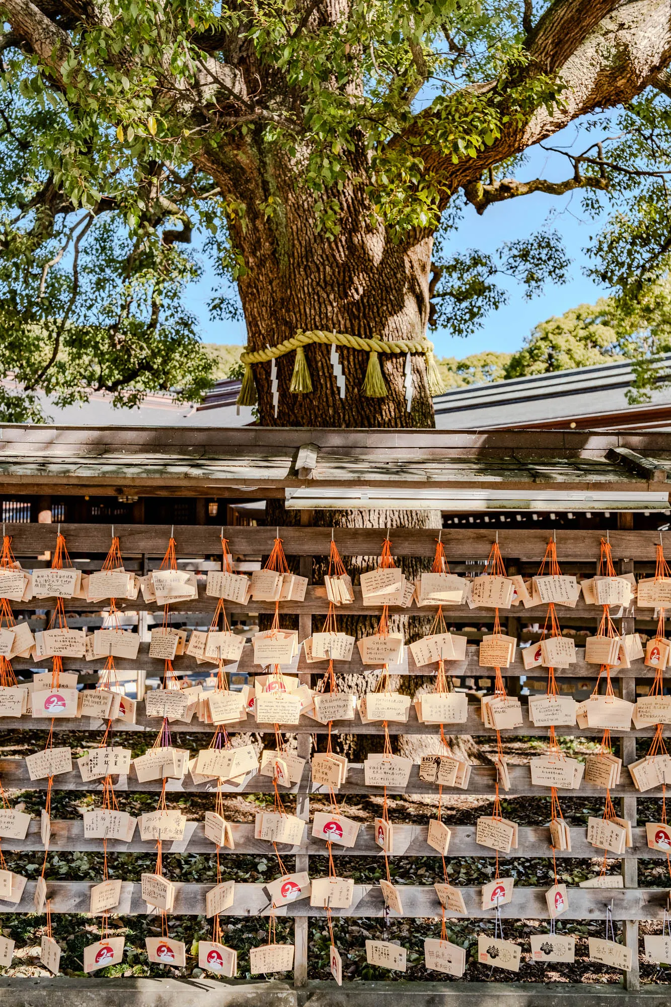 The image shows a wooden fence with numerous small wooden plaques hanging from it with orange strings. The plaques are covered with handwritten messages in Japanese characters.  Behind the fence, there is a large tree with leafy branches.  The bark of the tree is rough and brown and the trunk is wrapped with a yellow rope.  There is a slight hint of a roof in the background.   The photo is well lit and the background is out of focus.  The wooden plaques and fence are in focus.  The image is likely taken outside during a bright day.