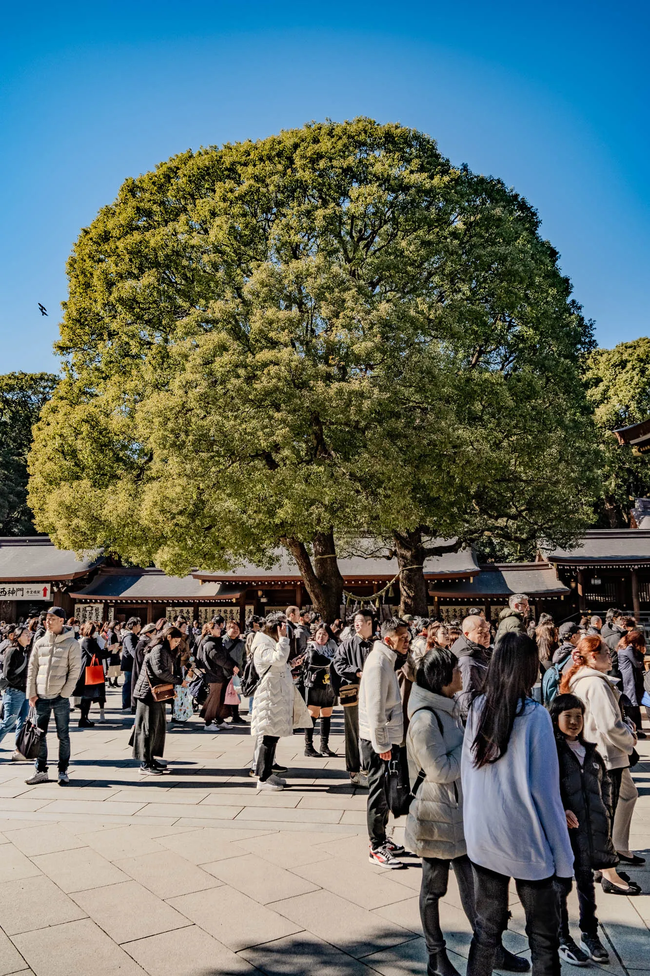 A large, leafy green tree with a wide canopy stands in the middle of a paved courtyard with a group of people gathered around it. The people are standing in a loose, casual formation, and some of them are talking to each other. The sky is clear and blue, and the sun is shining. Behind the people, a wooden building with a low roof can be seen. There are signs on the building written in Japanese.  The scene looks like a peaceful and joyful gathering.