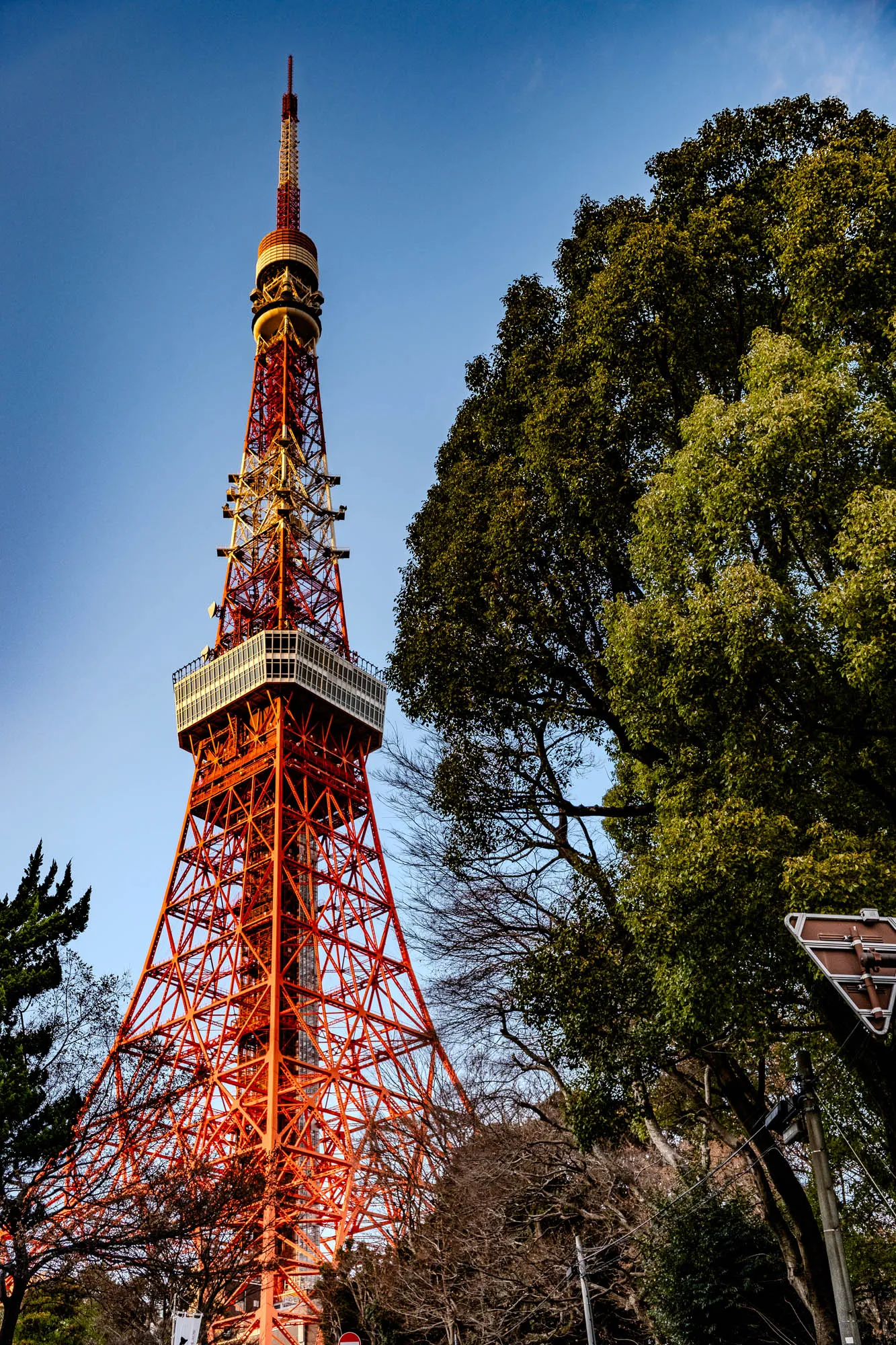 The image shows a tall, red, and white metal tower, which is Tokyo Tower. The tower is framed by a large green tree on the right side of the image. The top of the tower has an antenna and it looks like there are a few observation decks. There is a blue sky behind the tower and tree.  In the foreground, there is a cluster of trees and power lines.