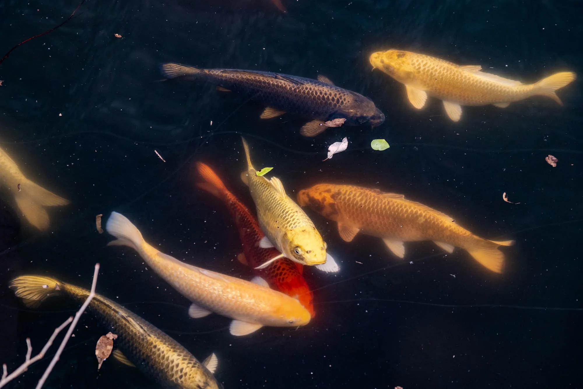 The image shows a pond with seven fish swimming in it. One fish is black with a slightly lighter gray underside. It's swimming towards the upper right-hand corner of the image. Another fish is a bright yellow-gold color and is swimming towards the bottom right corner. A third fish is a bright orange with a white belly and a small black mark on its side. It is swimming towards the bottom right corner of the image. A fourth fish is also yellow-gold and is swimming towards the left-hand side of the image. It's only the head and tail of this fish that can be seen. A fifth fish, also a yellow-gold color, is swimming toward the top right of the image and only the head and tail can be seen. A sixth fish, a yellow-gold color, is swimming towards the bottom left corner of the image. It is slightly blurry. The final fish is black and is swimming towards the bottom left corner of the image. The bottom part of its body is partially obscured.  All of the fish have fins and tails, which are also black and yellow-gold in color. 
The water is dark, appearing black with small white specks throughout.  There are some fallen leaves on the bottom of the pond.  