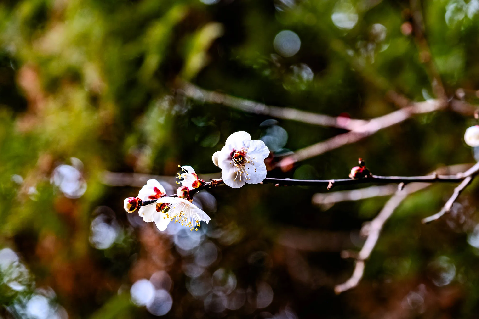 The image shows a close up of a branch of a tree with 3 white flowers on it. The branch is thin and brown and the flowers are delicate and white with yellow centers. The background is blurry and out of focus, but you can see green leaves and a light brown background through the blur. It's a beautiful spring-like image, with the white flowers standing out against the green and brown of the background.